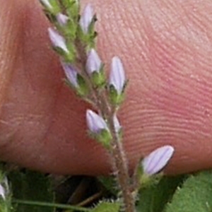 Photographie n°2184131 du taxon Veronica officinalis L. [1753]