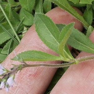 Photographie n°2184132 du taxon Veronica officinalis L. [1753]