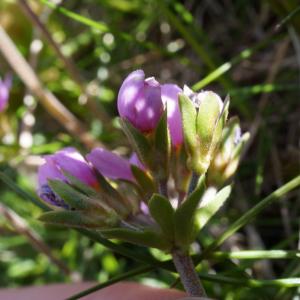 Androsace halleri L. (Androsace de Haller)