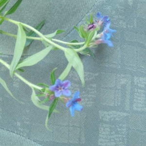 Photographie n°2184166 du taxon Buglossoides purpurocaerulea (L.) I.M.Johnst. [1954]