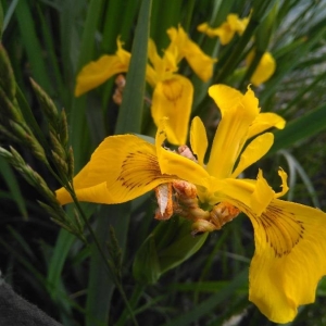 Photographie n°2184203 du taxon Iris pseudacorus L. [1753]