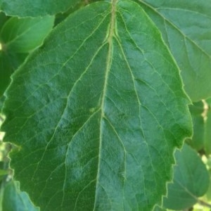 Photographie n°2184207 du taxon Viburnum lantana L. [1753]