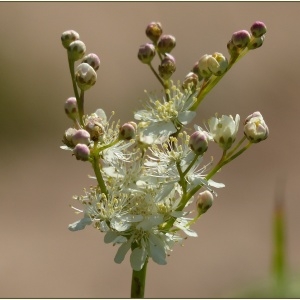 Photographie n°2184213 du taxon Filipendula vulgaris Moench [1794]