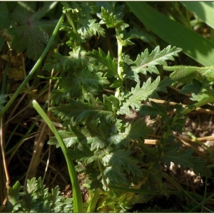 Photographie n°2184215 du taxon Filipendula vulgaris Moench [1794]