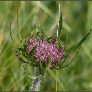 Photographie n°2184221 du taxon Daucus carota subsp. gummifer (Syme) Hook.f. [1884]