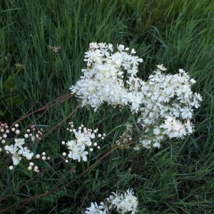 Photographie n°2184252 du taxon Filipendula vulgaris Moench [1794]