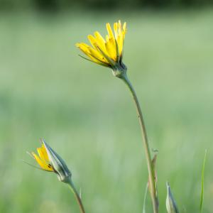 Photographie n°2184313 du taxon Tragopogon pratensis L. [1753]