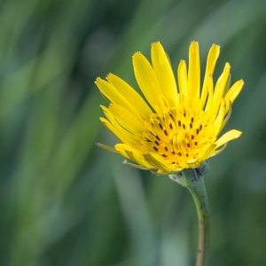 Photographie n°2184314 du taxon Tragopogon pratensis L. [1753]