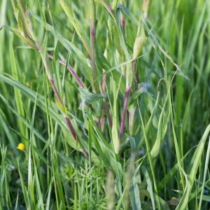 Photographie n°2184315 du taxon Tragopogon pratensis L. [1753]