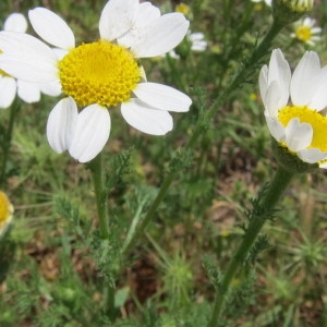 Photographie n°2184430 du taxon Anacyclus clavatus (Desf.) Pers. [1807]