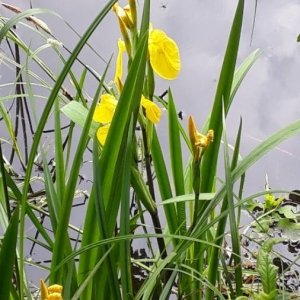 Photographie n°2184437 du taxon Iris pseudacorus L. [1753]