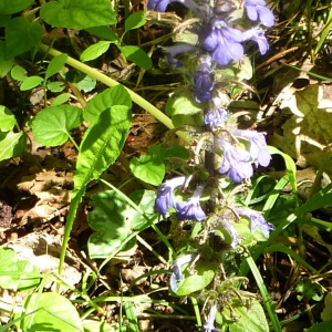 Photographie n°2184517 du taxon Ajuga reptans L.