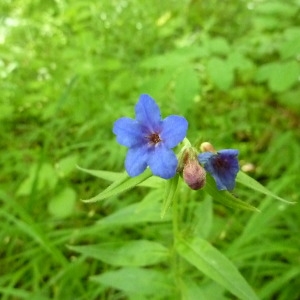 Photographie n°2184523 du taxon Buglossoides purpurocaerulea (L.) I.M.Johnst.