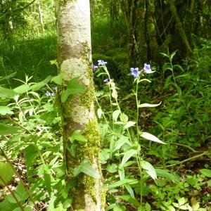 Photographie n°2184526 du taxon Buglossoides purpurocaerulea (L.) I.M.Johnst.