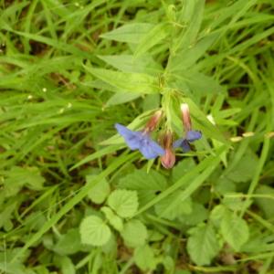 Photographie n°2184527 du taxon Buglossoides purpurocaerulea (L.) I.M.Johnst.