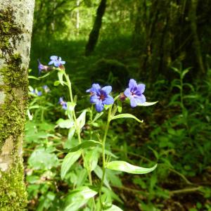 Photographie n°2184529 du taxon Buglossoides purpurocaerulea (L.) I.M.Johnst.