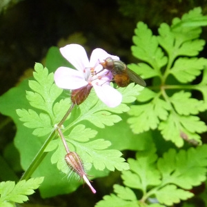 Photographie n°2184533 du taxon Geranium robertianum L.