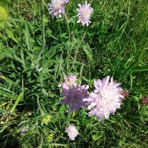 Photographie n°2184580 du taxon Knautia arvensis (L.) Coult. [1828]