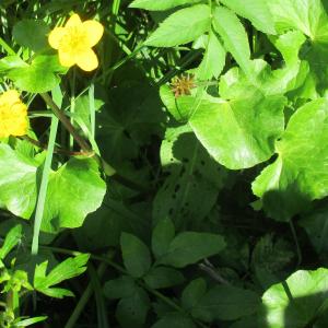 Photographie n°2184639 du taxon Caltha palustris L. [1753]