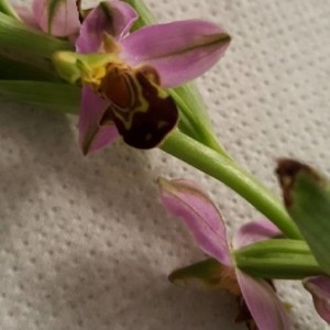 Photographie n°2184669 du taxon Ophrys apifera Huds. [1762]