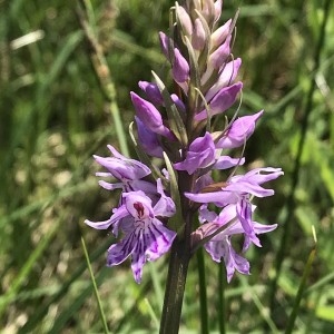 Photographie n°2184673 du taxon Dactylorhiza fuchsii (Druce) Soó [1962]