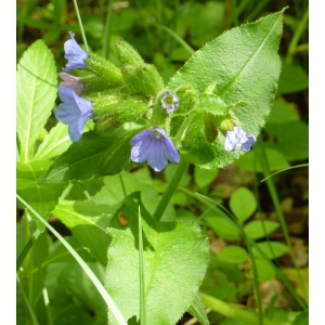 Pulmonaria mollis Wulfen ex Hornem. (Pulmonaire molle)