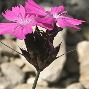 Photographie n°2184684 du taxon Dianthus carthusianorum L. [1753]