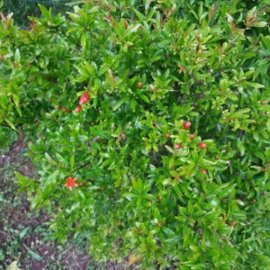 Photographie n°2184689 du taxon Punica granatum L. [1753]
