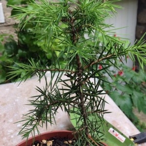 Photographie n°2184697 du taxon Juniperus communis L. [1753]