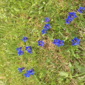 Photographie n°2184708 du taxon Gentiana acaulis L. [1753]