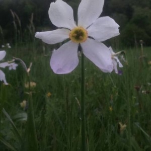 Photographie n°2184719 du taxon Narcissus poeticus L. [1753]