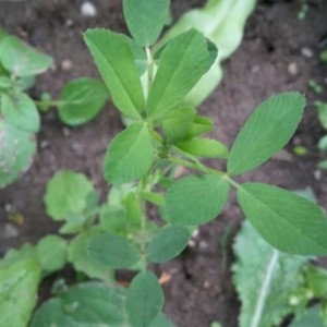 Photographie n°2184725 du taxon Trifolium aureum Pollich [1777]