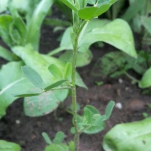 Photographie n°2184726 du taxon Trifolium aureum Pollich [1777]