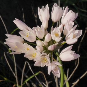 Photographie n°2184732 du taxon Allium roseum L.