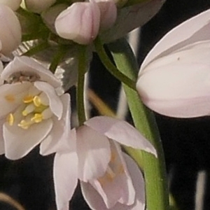 Photographie n°2184733 du taxon Allium roseum L.