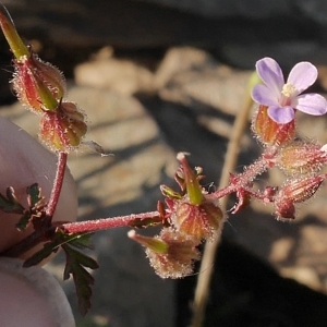 Photographie n°2184741 du taxon Geranium purpureum Vill.