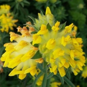 Photographie n°2184747 du taxon Anthyllis vulneraria L. [1753]
