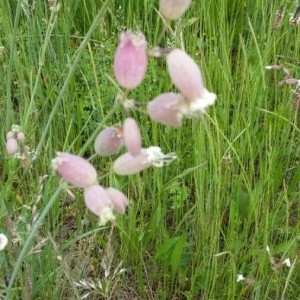 Photographie n°2184754 du taxon Silene vulgaris (Moench) Garcke [1869]