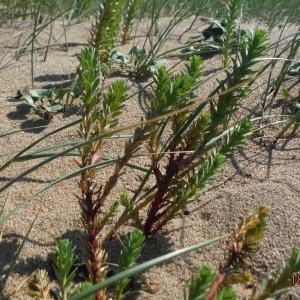 Photographie n°2184782 du taxon Euphorbia paralias L. [1753]