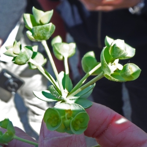 Photographie n°2184783 du taxon Euphorbia paralias L. [1753]