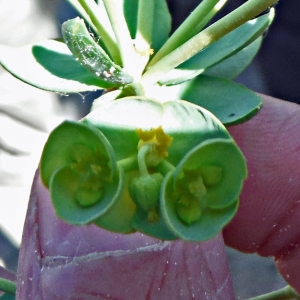 Photographie n°2184784 du taxon Euphorbia paralias L. [1753]