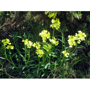 Erysimum gorbeanum Polatschek