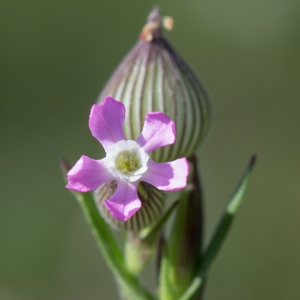 Photographie n°2184855 du taxon Silene conica L.