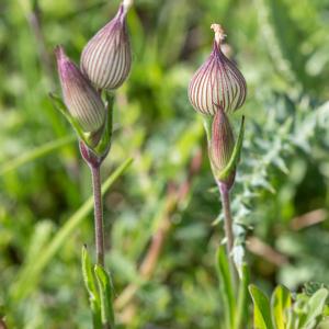 Photographie n°2184859 du taxon Silene conica L.