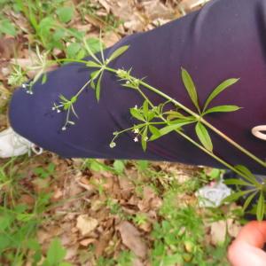 Photographie n°2184885 du taxon Galium aparine L. [1753]