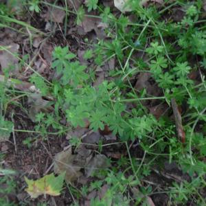 Photographie n°2184890 du taxon Galium mollugo L. [1753]