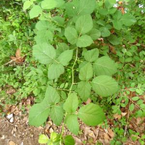 Photographie n°2184919 du taxon Rubus L. [1753]