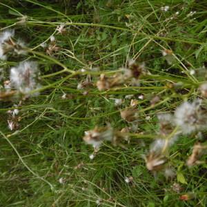 Photographie n°2184932 du taxon Crepis L. [1753]