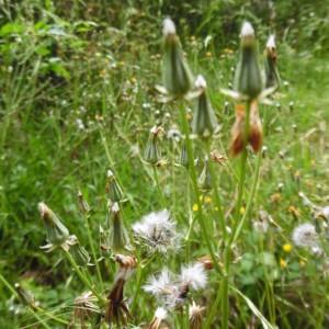 Photographie n°2184933 du taxon Crepis L. [1753]