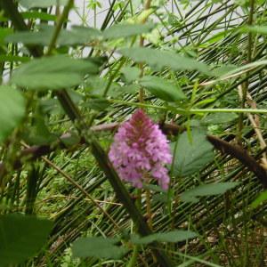 Photographie n°2184961 du taxon Anacamptis pyramidalis (L.) Rich. [1817]